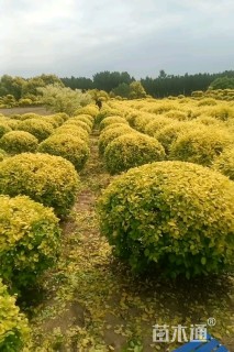 冠幅80厘米金叶榆球
