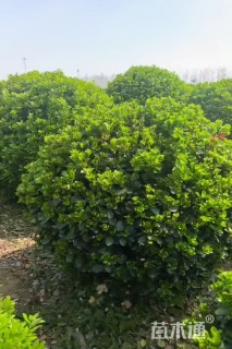 冠幅120厘米瓜子黄杨球