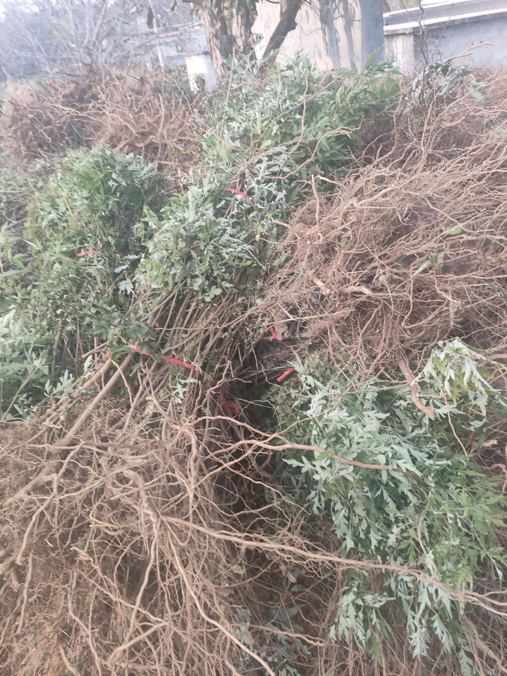 高度50厘米黄荆