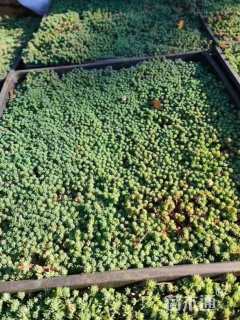 高度3厘米中华景天