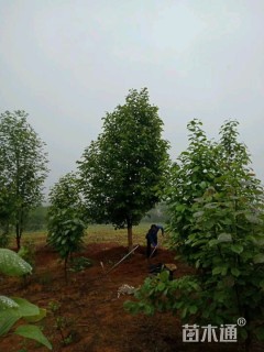 12公分紫玉兰