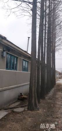 30公分水杉