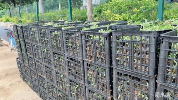 高度10厘米太阳花