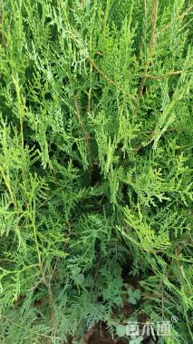 高度30厘米侧柏