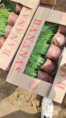 高度100厘米蒲苇