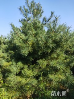 高度3500厘米华山松