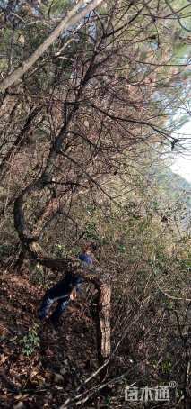 高度300厘米黑松