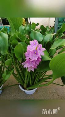 高度40厘米水葫芦