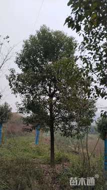 15公分香樟