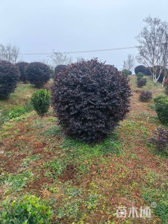 冠幅150厘米红花继木球
