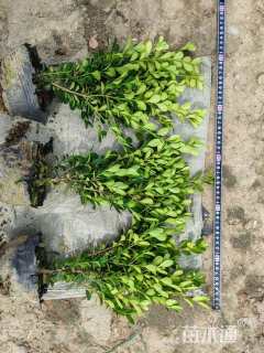 高度40厘米瓜子黄杨