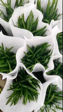 高度10厘米百子莲