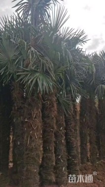 裸干高400厘米棕榈