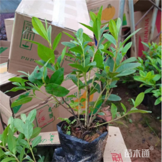 高度15厘米毛鹃