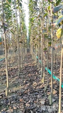 2公分樱花
