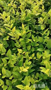 高度40厘米金森女贞