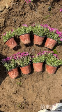 高度15厘米福禄考