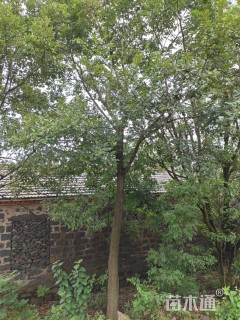 20公分朴树