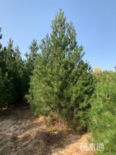 高度500厘米白皮松