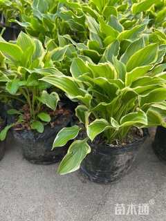 高度20厘米金边玉簪