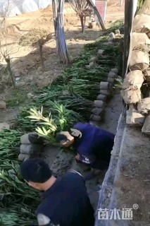 高度100厘米黄花夹竹桃