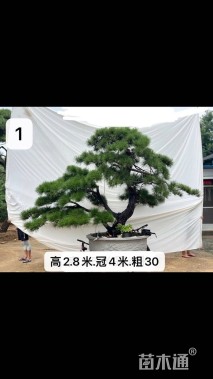 18公分造型黑松