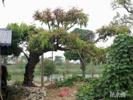 55公分桂圆