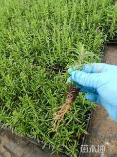 高度20厘米直立迷迭香