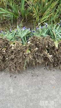 高度35厘米蓝花鸢尾