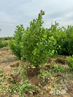 高度50厘米卫矛