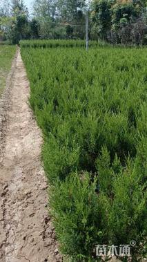 高度100厘米塔柏