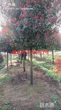 冠幅100厘米红叶石楠球