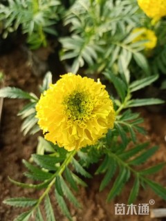 高度20厘米万寿菊