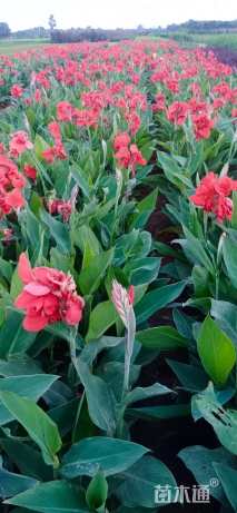 高度60厘米美人蕉