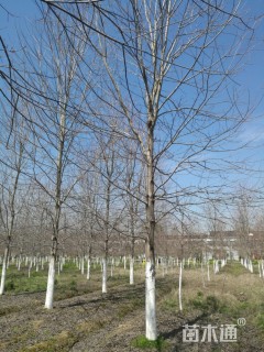 18公分美国红枫-秋火焰