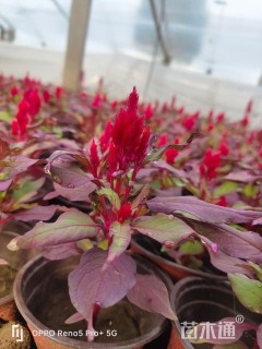 高度5厘米一支笔