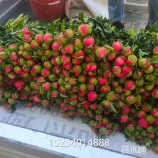 高度56厘米芍药