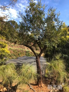 高度5厘米雀舌黄杨