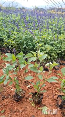 高度25厘米一串蓝