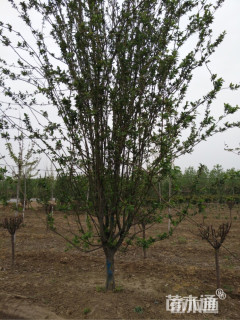 12公分西府海棠