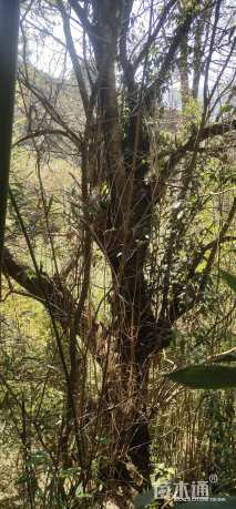 高度800厘米四月雪