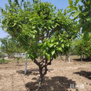 高度60厘米丛生蜡梅