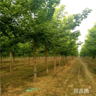 8公分金叶复叶槭