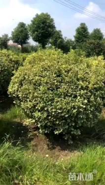 冠幅180厘米金边黄杨球