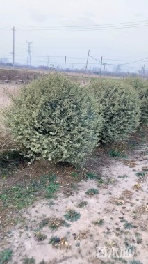 冠幅150厘米银姬小蜡球