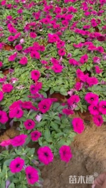 高度15厘米牵牛花