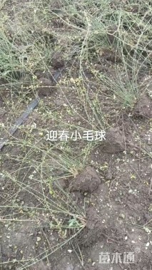 高度60厘米迎春花