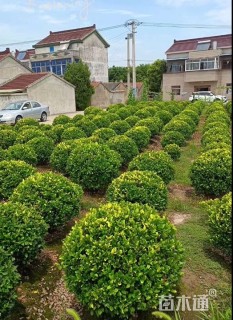 冠幅150厘米金森女贞球