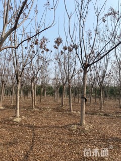 12公分栾树