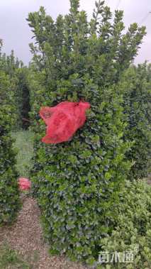 高度200厘米大叶黄杨柱